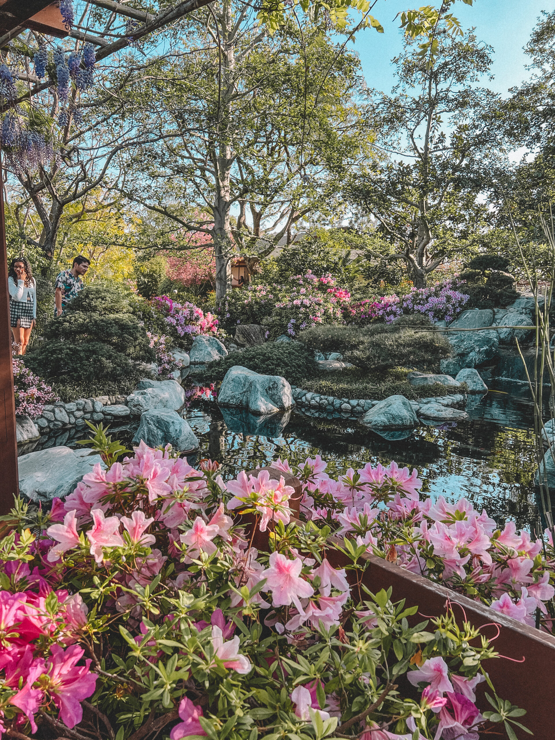 San Diego Cherry Blossoms What you need to know for visiting