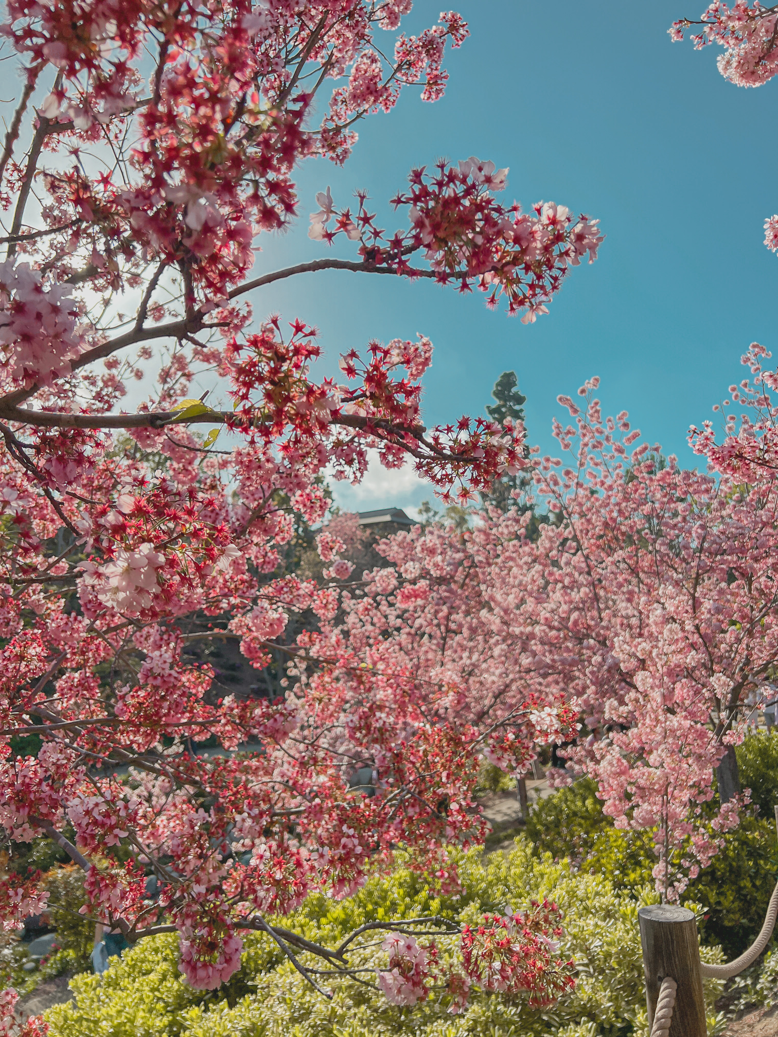 san diego cherry blossoms