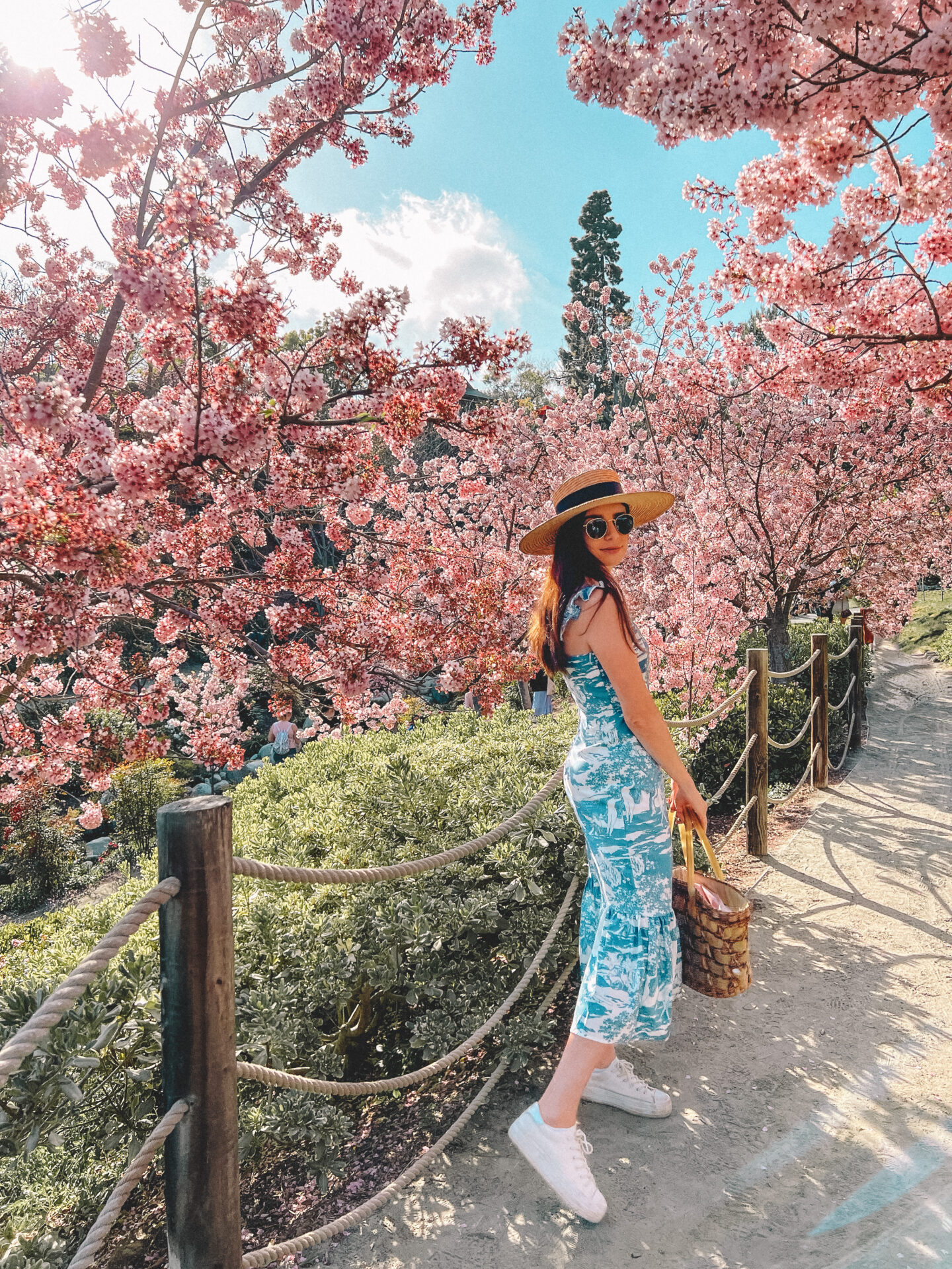 San Diego Cherry Blossoms What you need to know for visiting