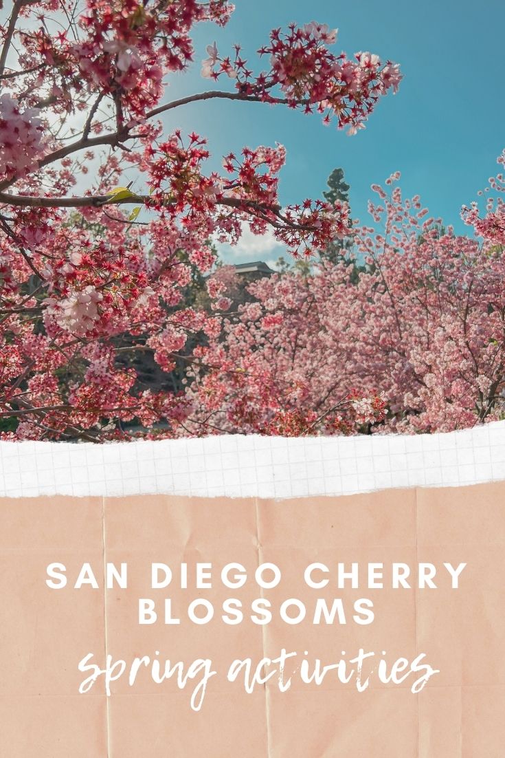 san diego cherry blossoms