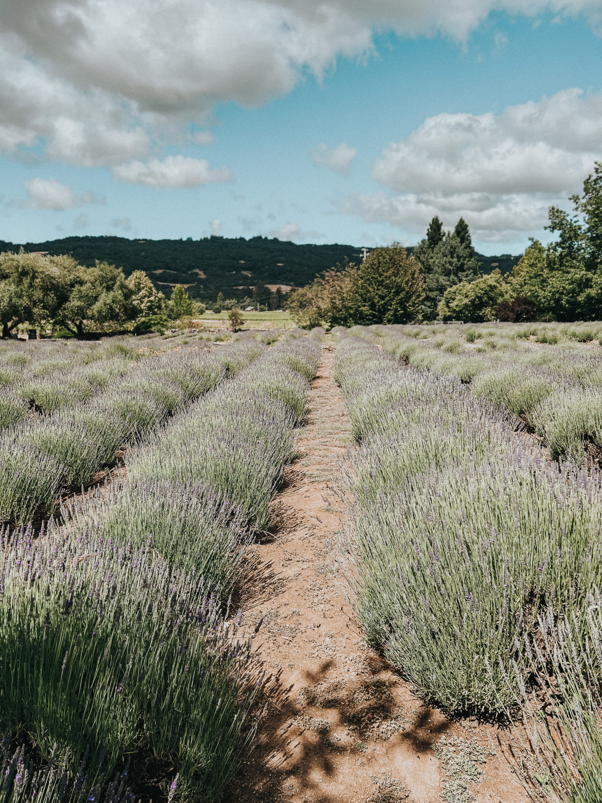 California Lavender Fields