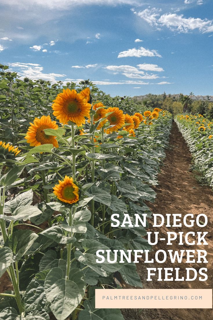 San Diego Sunflowers 
