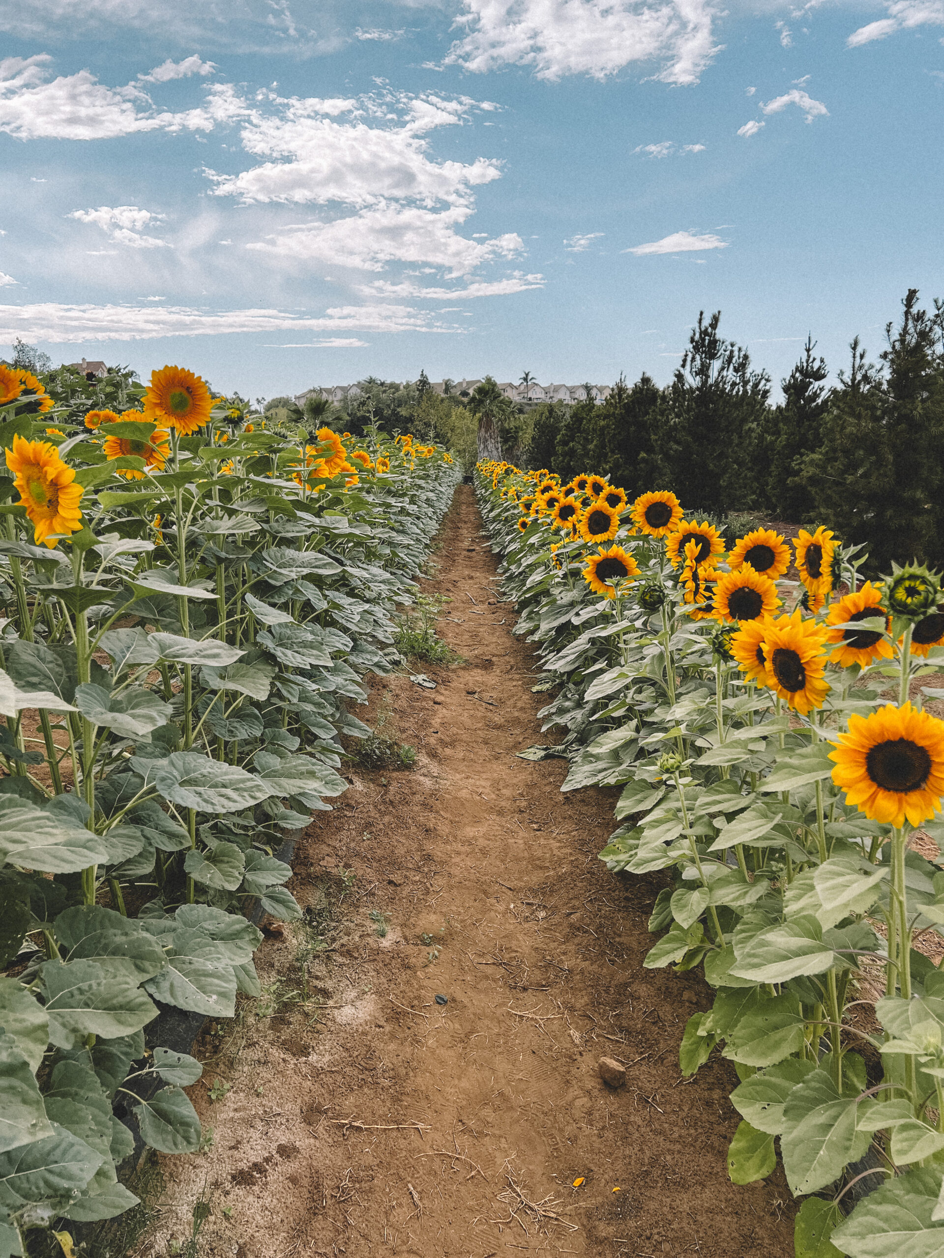 San Diego u-cut sunflower fields