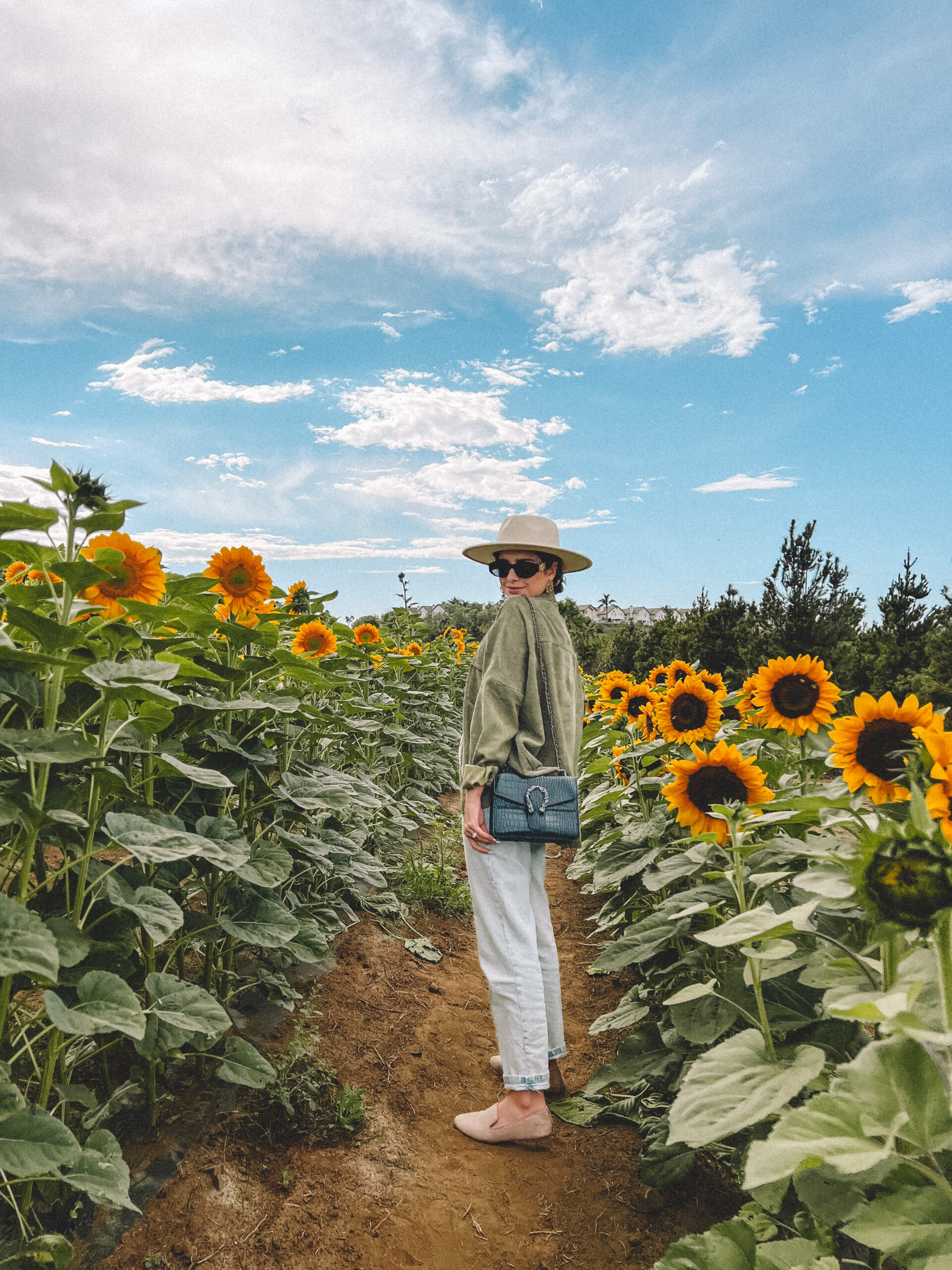 San Diego Fall Activities: U-Cut San Diego Sunflower Fields