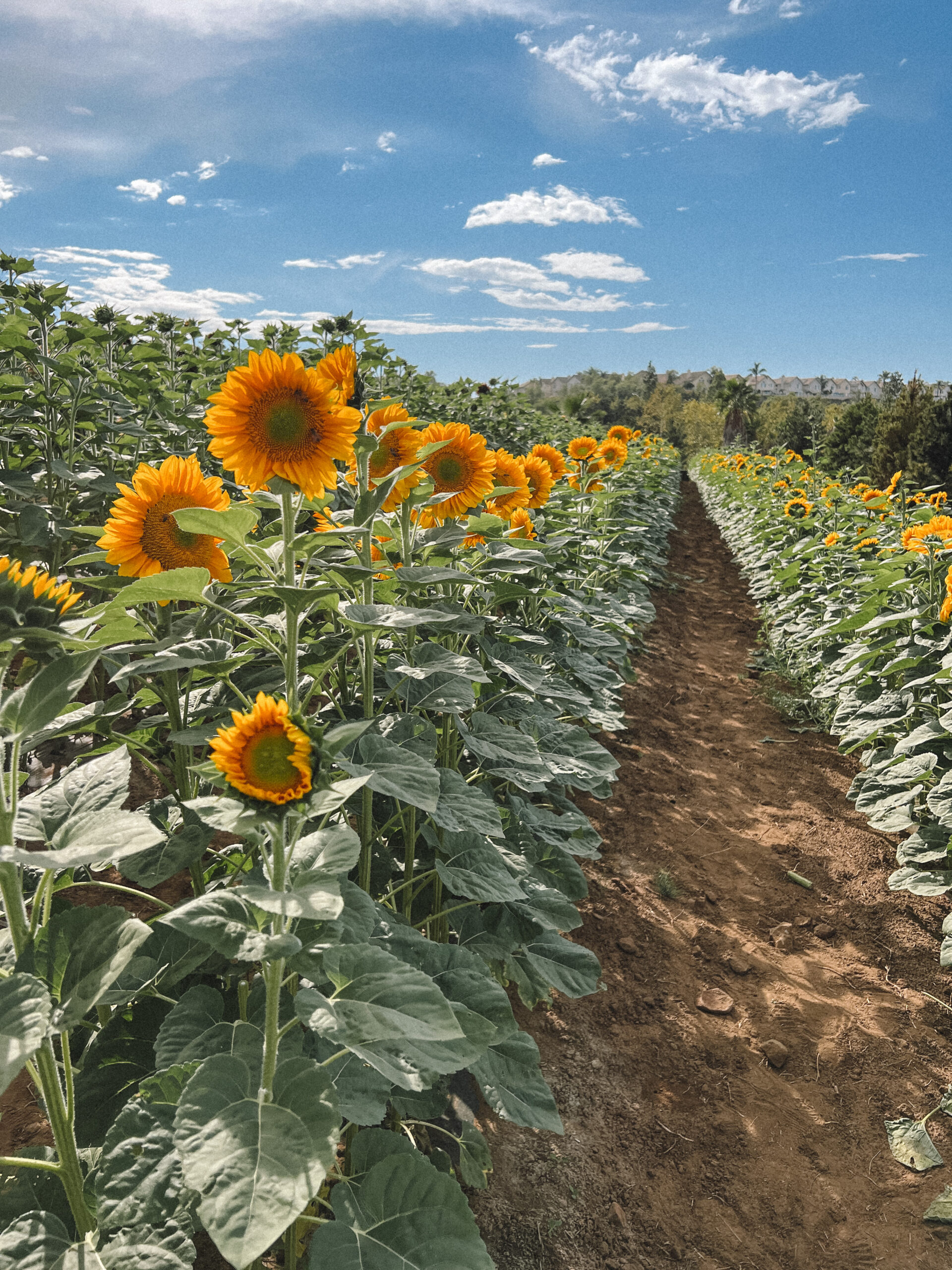 San Diego sunflower fields