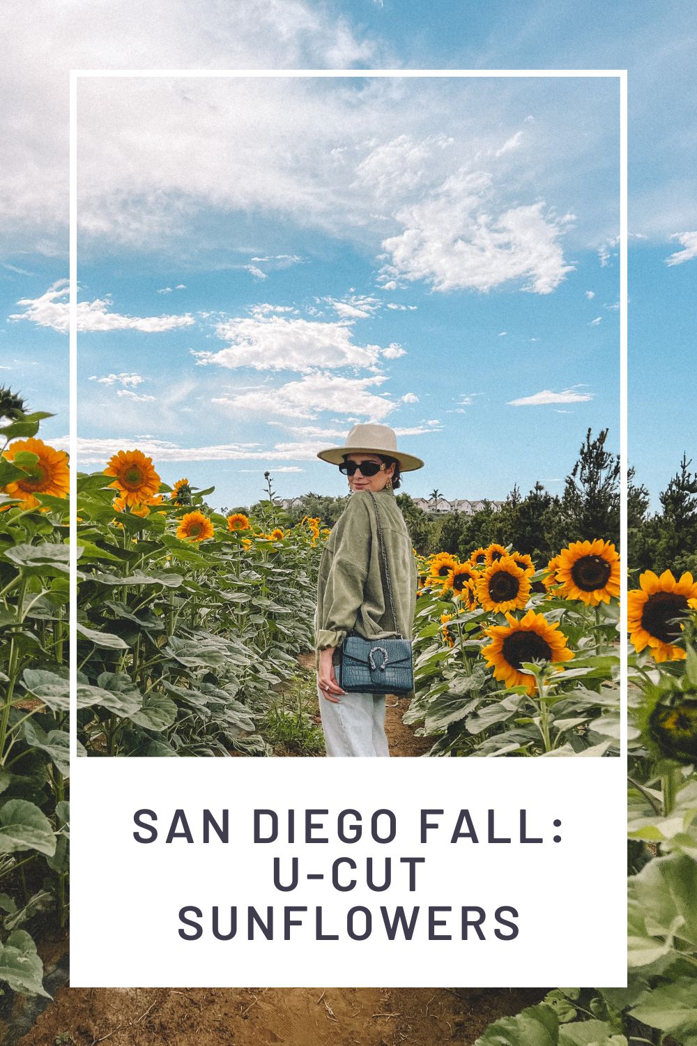 San Diego Sunflower Fields