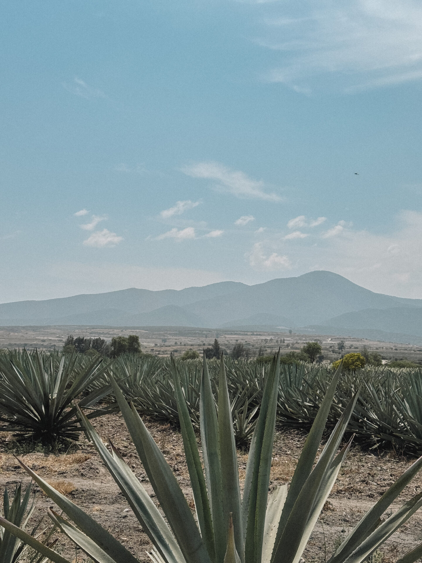 Mezcal tasting oaxaca