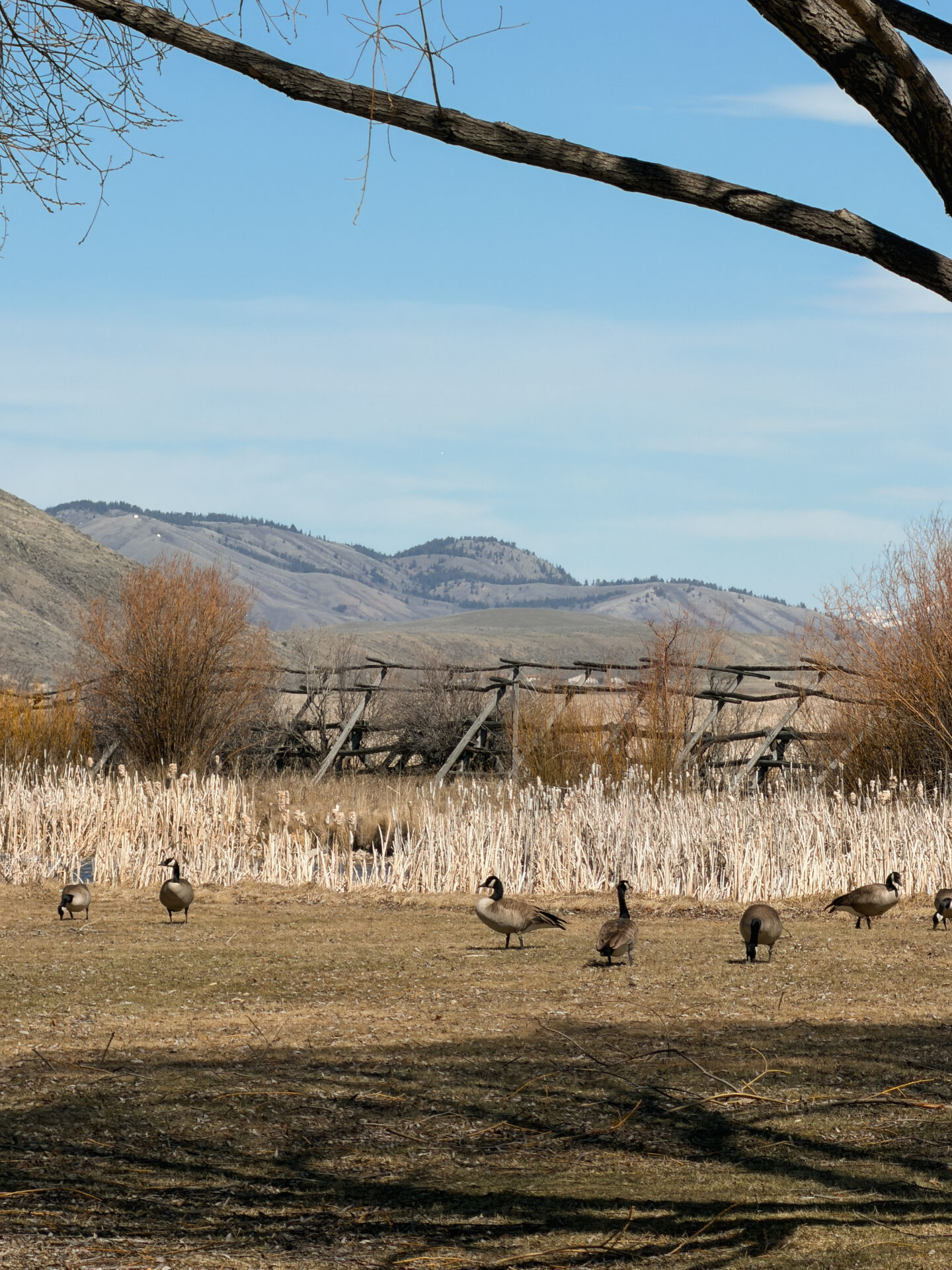 things to do in Jackson Hole